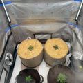 Indoor growing tent with LED lights and four potted plants in various containers with different growing mediums