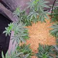 Indoor garden with green leafy plants growing in mulched soil under grow lights
