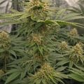 Cannabis plant with flowering buds growing indoors