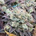 Cannabis plant with dense, frosty buds and purple-tinged leaves in late flowering stage
