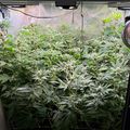 Indoor grow tent with plants under artificial lighting