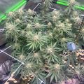 Indoor plants growing under artificial lighting in a cultivation setup