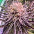 Close-up of a purple cannabis plant with dense flower buds covered in trichomes and serrated leaves
