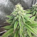 Cannabis plant with flowering buds and serrated leaves growing in an outdoor garden setting