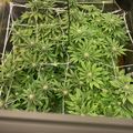 Indoor plant growing setup with green leafy plants under artificial lighting in a controlled environment