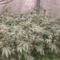 Plants growing in a greenhouse or covered growing area with netting overhead