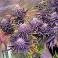 Indoor plants with purple-tinted leaves growing under artificial lighting in a controlled environment