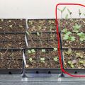 Seedling trays with young plants growing under grow lights, with one tray circled and labeled "Heady Start"