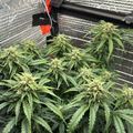 Indoor growing setup with plants under reflective lighting equipment