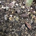Garden soil with rocks, wood chips, and organic debris scattered around the base of a green plant stem