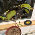 A small potted plant with green leaves and brown stems sits in a red pot on a windowsill, with natural light coming through the window behind it.