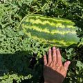 A large watermelon growing in a garden patch surrounded by green leafy vines, with a human hand placed nearby for size comparison.