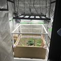 Indoor grow tent setup with LED lights, ventilation system, and plants growing in containers with soil