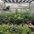Indoor growing tent with plants under artificial lighting