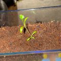 A small green seedling with several leaves growing in brown soil inside a clear plastic container