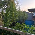 A backyard garden with tall green plants, a blue water barrel, wooden raised beds, and residential buildings in the background under an evening sky.