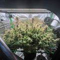 Indoor growing tent with plants under LED lights and ventilation equipment