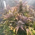 Cannabis plants with purple and green leaves growing in an indoor cultivation setup