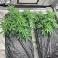 Indoor plants growing in containers under artificial lighting setup