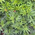 Dense green foliage with serrated leaves in a garden setting