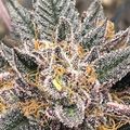 Frost-covered succulent plant with thick, spiky leaves and small yellow tendrils in the center