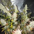 Cannabis plants growing in an indoor cultivation setup with water irrigation system