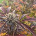 Cannabis plant with purple-tinted leaves and flowering bud in autumn setting
