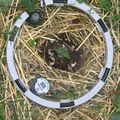 A circular white and black measuring device placed on straw-covered ground with green plants growing around it