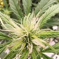 Close-up view of a cannabis plant showing the distinctive serrated leaves and fuzzy seed pod structure in the center