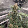 Indoor plant growing under artificial lighting with ventilation fan