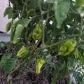 Green pepper plants growing in soil with several peppers hanging from the stems