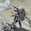 Spiky seed pods on dried plant stems near concrete surface