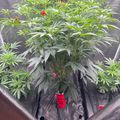 Indoor plants growing in a tent-like growing setup with artificial lighting