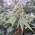 Indoor plants growing in pots with grow lights and ventilation equipment