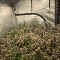 Indoor growing tent with plants under artificial lighting and ventilation system