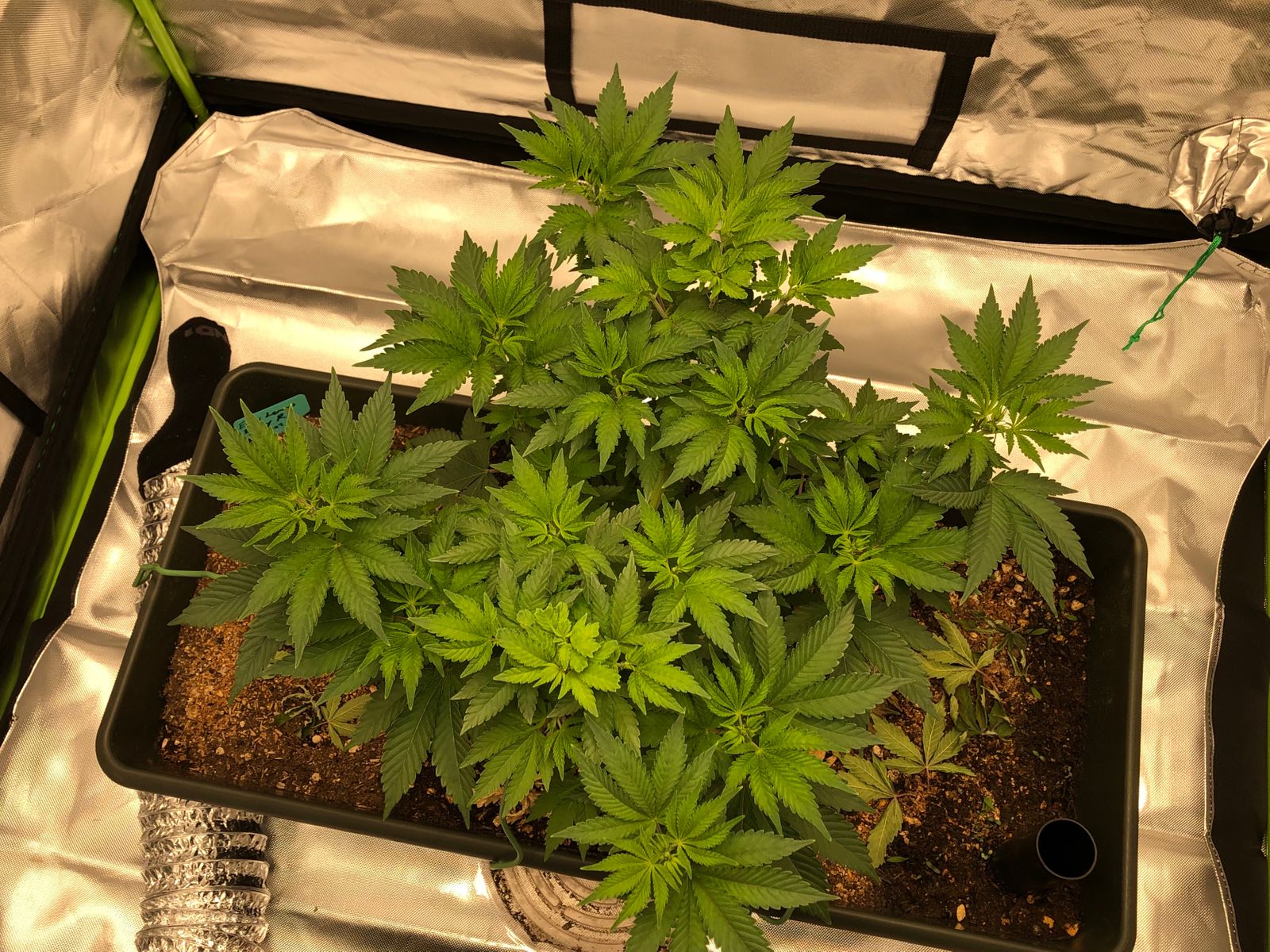 buildasoil potting soil version 3.0