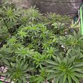 Cannabis plants growing in an indoor cultivation setup with support netting and green framework