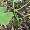 A small cucumber growing on a vine in a garden bed with dark soil and mulch