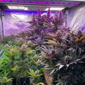 Indoor grow tent with various plants under purple LED grow lights