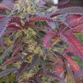 Cannabis plant with purple-red leaves and flowering buds growing outdoors