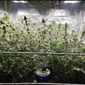Indoor hydroponic growing setup with plants under artificial lighting in a reflective tent enclosure