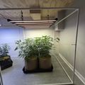 Indoor grow setup with plants in containers under LED grow lights in a basement or garage space
