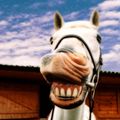 A white horse with its mouth open showing its teeth, appearing to smile or laugh, with a bridle on and a building visible in the background under a cloudy sky.