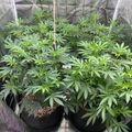 Indoor greenhouse setup with potted plants growing under controlled conditions