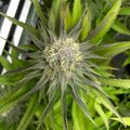 Cannabis plant with developing flower bud showing pistils and surrounding serrated leaves