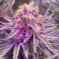 Close-up of a purple cannabis plant flower with dense trichomes and orange pistils surrounded by serrated leaves