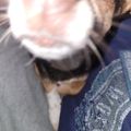 A close-up blurry photo of a dog's face and snout