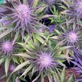 Cannabis plants with purple-tinted leaves and flowering buds growing outdoors