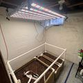 Indoor hydroponic growing setup with LED grow lights suspended over raised planting beds filled with growing medium in a basement or garage space