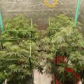 Indoor plant growing setup with green support structures in a tent-like enclosure